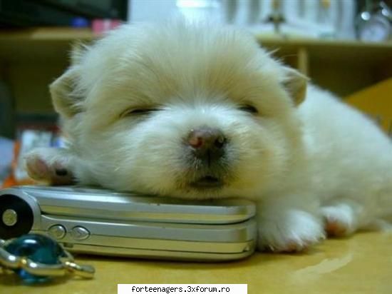 fara 3 luni
-data   
-animal: cutzu....  betty ....tot aia =-
)) fav : freaky the movie mai imi vine